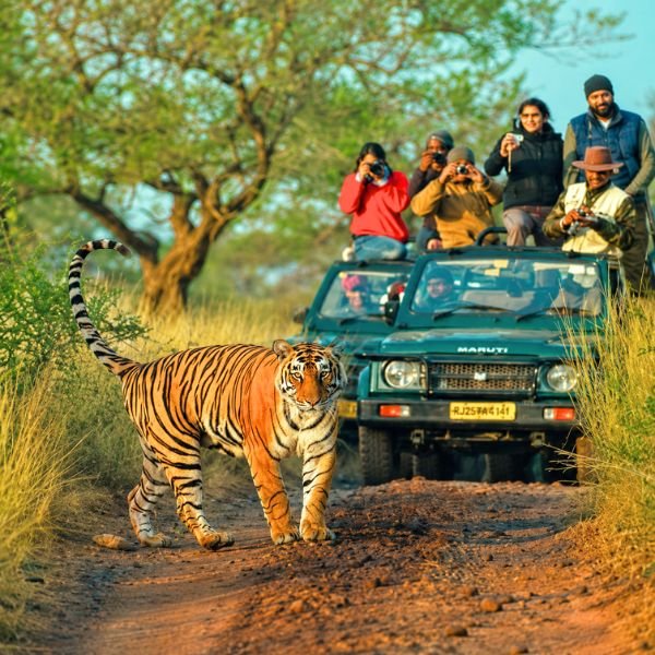 About Ranthambore Safari