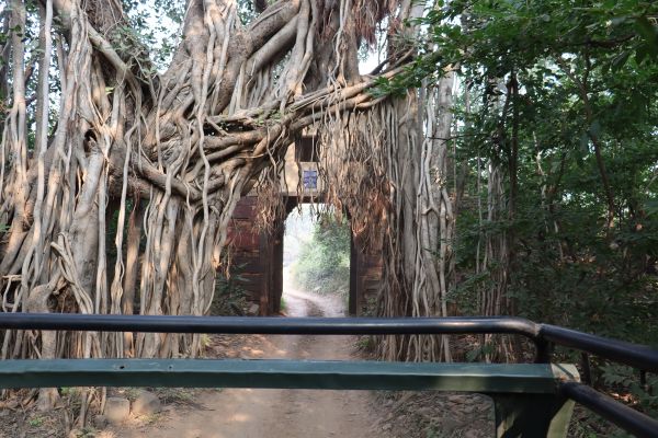 Royal Bengal Tiger in Ranthambore