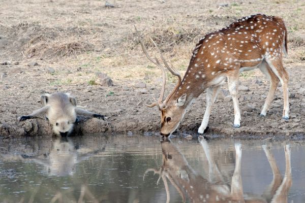 Padam Talao Jungle View