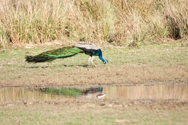Tiger Drinking Water