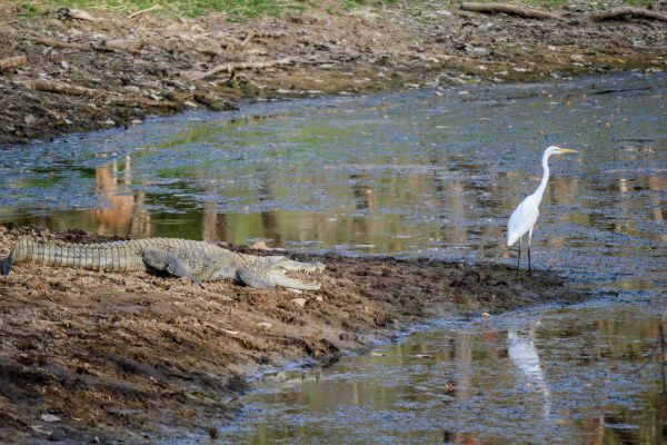 Marsh Crocodile and Egret