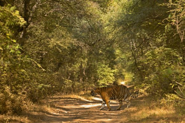 Tiger on Jungle Road