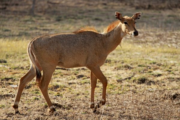 Tiger Walking in Forest