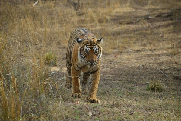 Tiger Crossing the Road