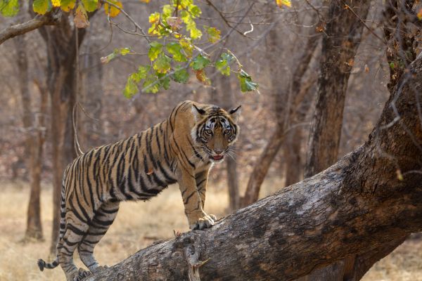 Ranthambore Fort View