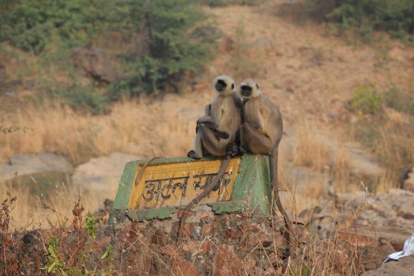 Langurs Resting in Jungle
