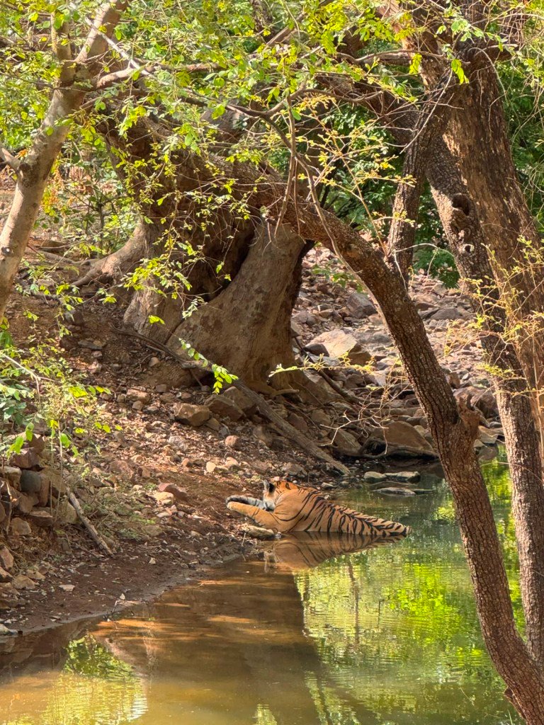 Safari view in Ranthambore
