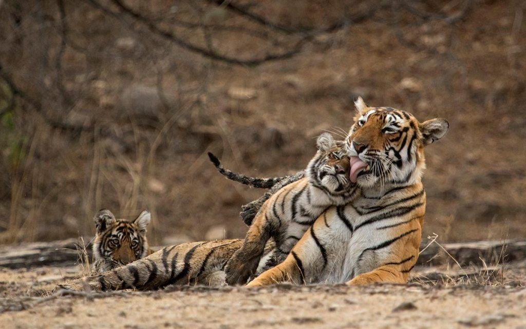 Tiger close up in Ranthambore