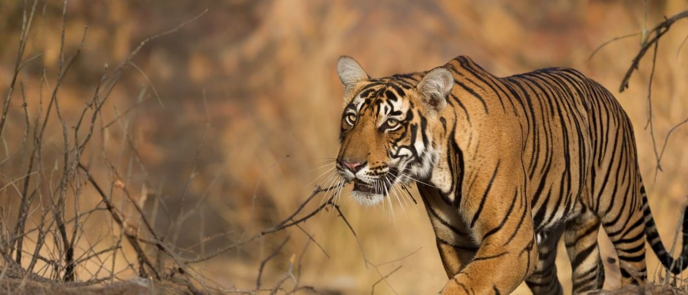 Safari vehicle on a morning drive in Ranthambore National Park