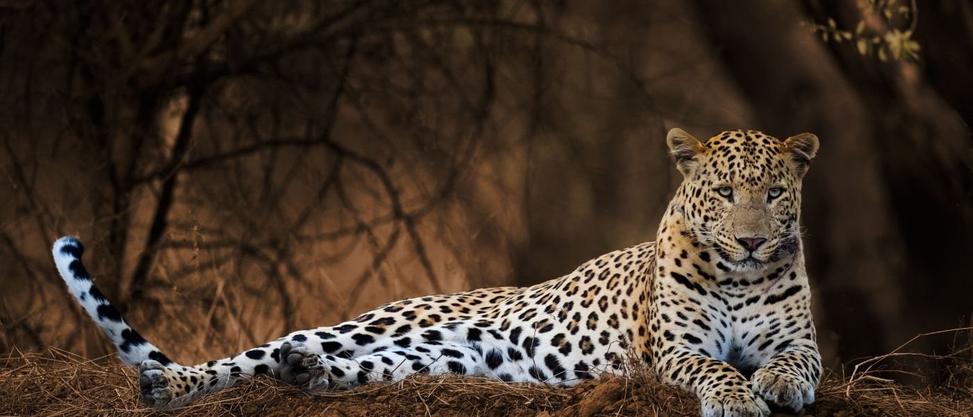 Tiger Safari Booking - Ranthambore National Park